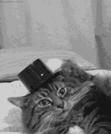 Şapkalı kedi