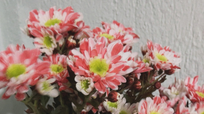 Kasımpatı zamaniii severmisin ve Hangi Çiçek seversin yaz tahmin edicem haydiiii çiçekseverler yoruma 🥰🥰?