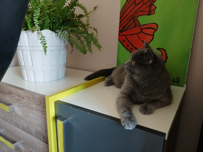 Bizim kedi nasıl?