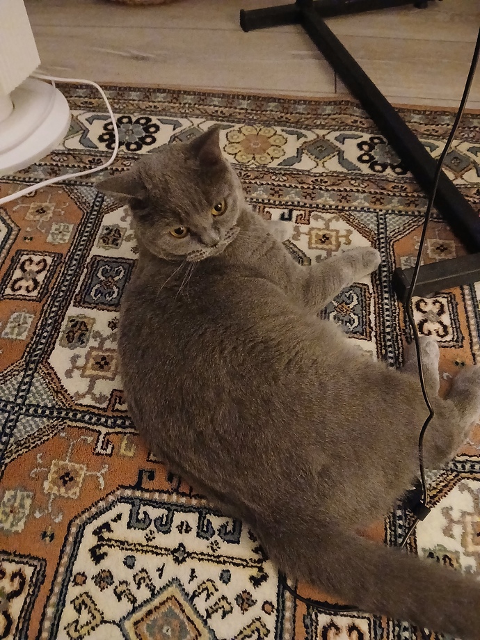 Bizim kedi nasıl?