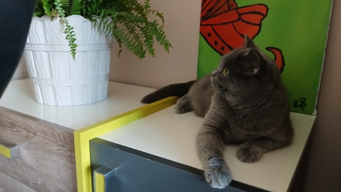 Bizim kedi nasıl?
