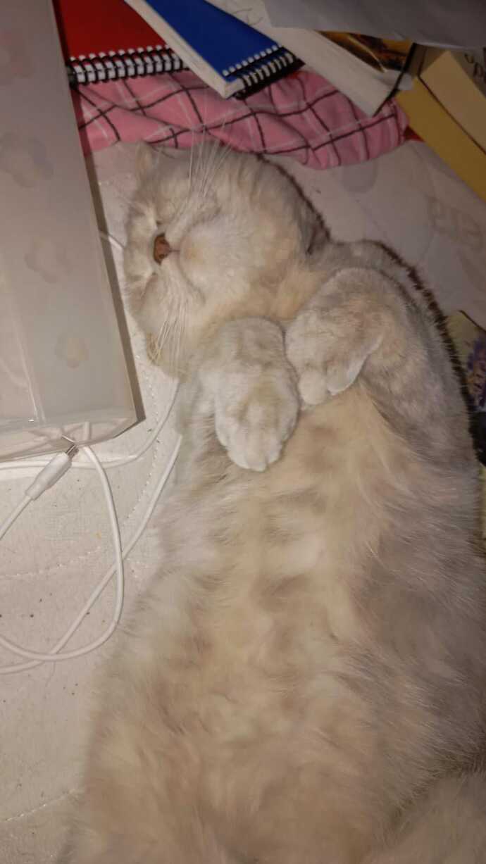 Kedimin yatisi çok tatlı değil mi?