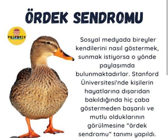 Ördek sendromu hakkındaki fikirleriniz nelerdir?