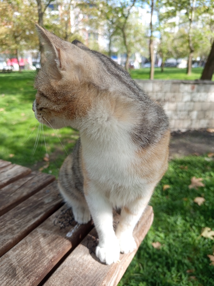Pisipisi hazır sizi bekliyor😺