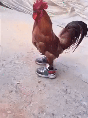 Hiç bir hayvan tarafından kovalandınız mı?