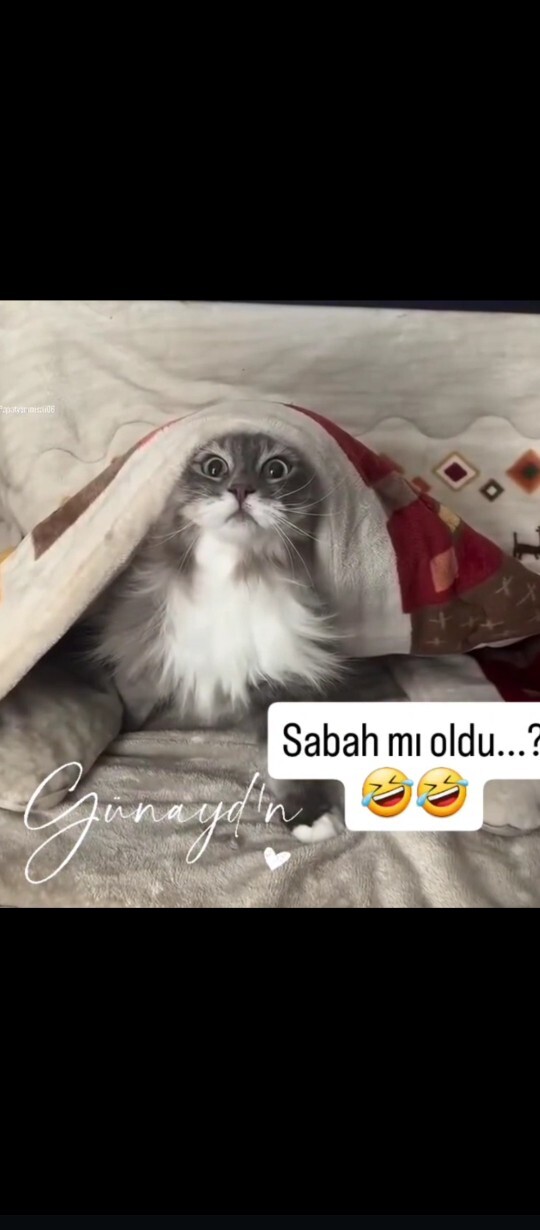 Kedi 🐱 seven kızlar kaç adım öndedir?