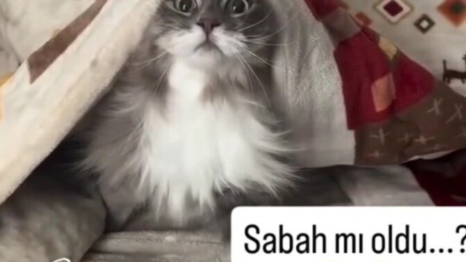Kedi 🐱 seven kızlar kaç adım öndedir?
