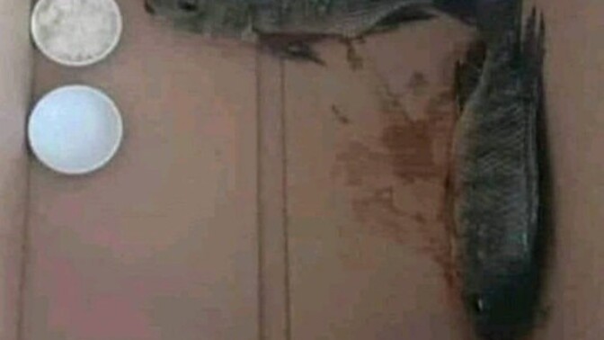 Balık beslemeye başladım. Baliklar 2 gündür uyuyorlar birsey yemiyorlar neden acaba?