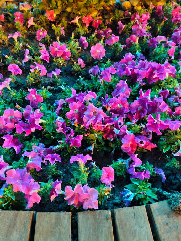 Telefonunuzun Gece Çekim Performansı nasıl memnun musunuz?