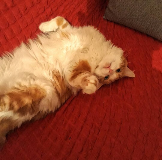 Oğlum nasıl sizce?