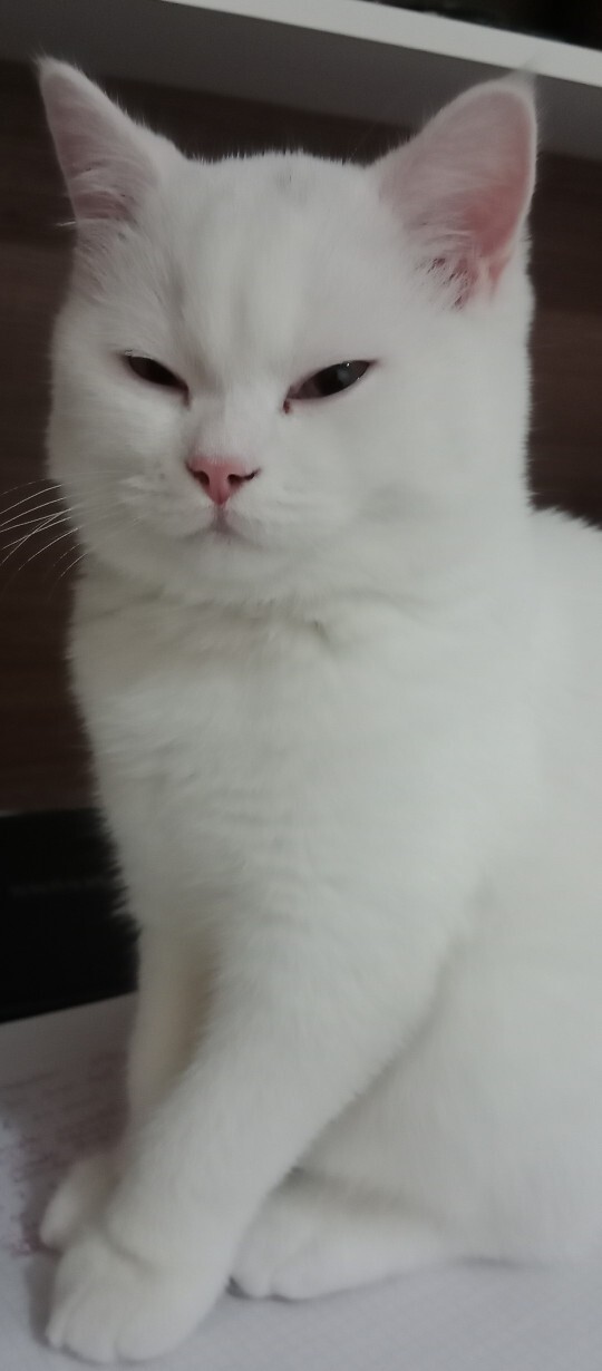 Siz hiç böyle bir güzellik gördünüz mü?