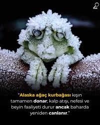 Bu Alaska ağaç kurbağası kışın gerçektende tamamiyle ölüyor mu?