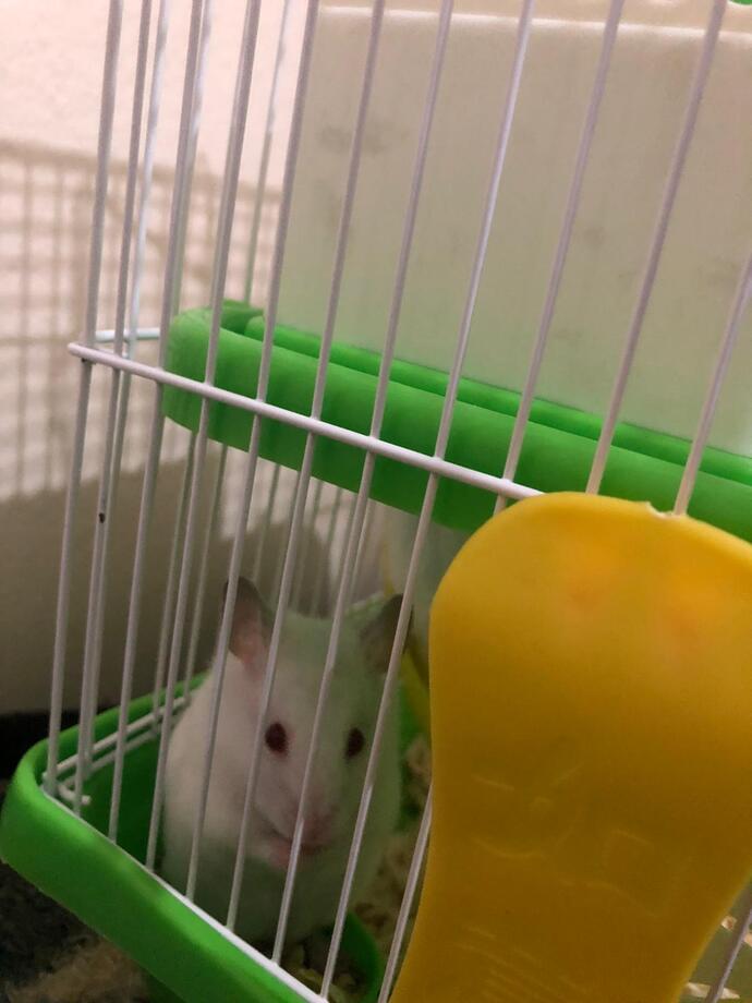 Hamsterim tatlımı sizce?