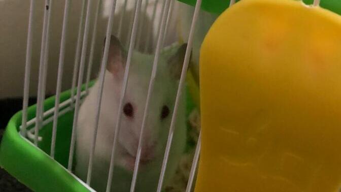 Hamsterim tatlımı sizce?