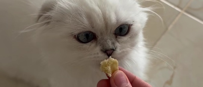 En pahalı mamalar ile beslediğim kedimin birden nasıl dilenci gibi davranabiliyor?