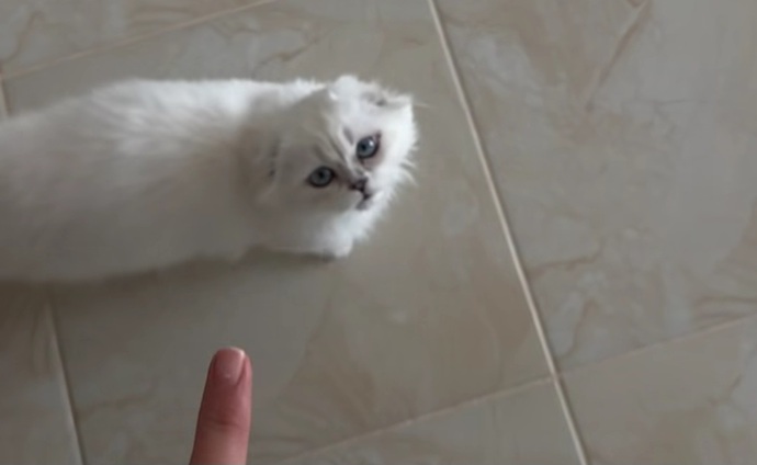 En pahalı mamalar ile beslediğim kedimin birden nasıl dilenci gibi davranabiliyor?