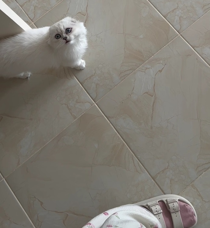 En pahalı mamalar ile beslediğim kedimin birden nasıl dilenci gibi davranabiliyor?
