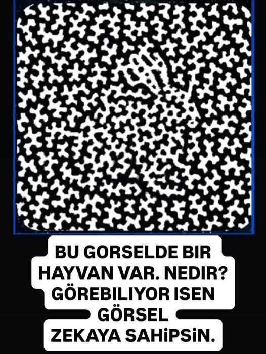Görselde hangi hayvanı görüyorsunuz?