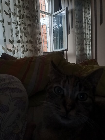 Biz kediyle oturuyoz siz ne yapıyorsunuz?