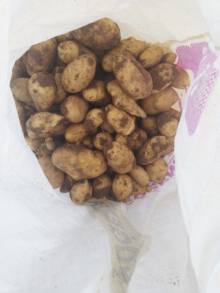 Patates toplayalım mı?