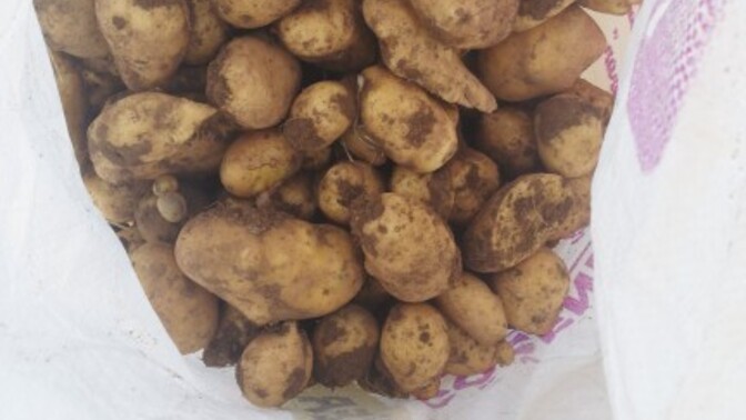 Patates toplayalım mı?