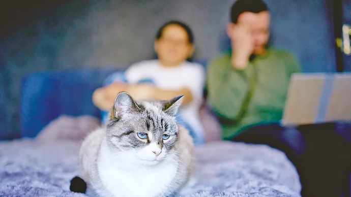 Kedi için 10 bin TL nafaka kararı 🤩 Siz olsanız bunu kabul eder miydiniz?