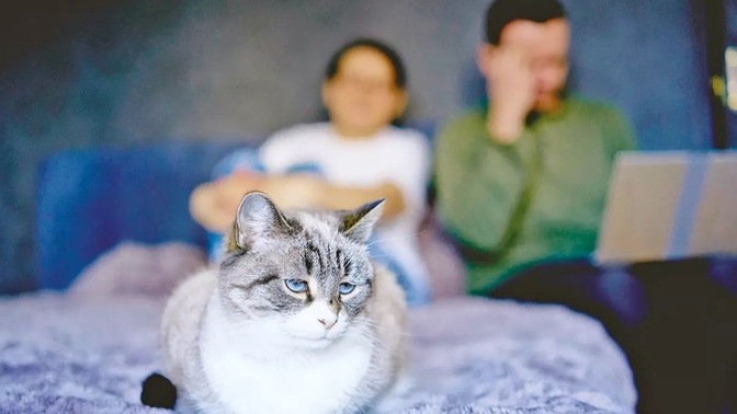Kedi için 10 bin TL nafaka kararı 🤩 Siz olsanız bunu kabul eder miydiniz?