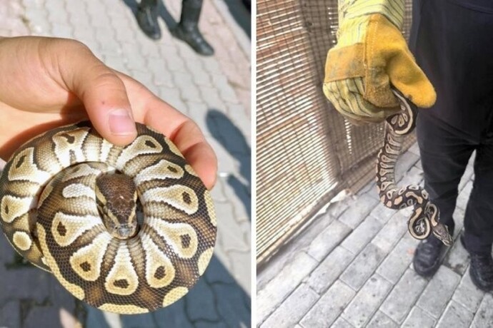 Polis çevirmesinde bir vatandaşın cebinden yavru piton çıktı. Konu hakkında ne söylersin?