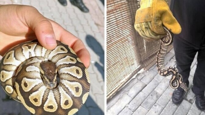 Polis çevirmesinde bir vatandaşın cebinden yavru piton çıktı. Konu hakkında ne söylersin?