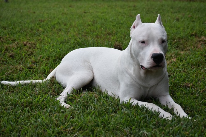 Dogo argentino sahiplenmek ve beslemek sizce tehlikeli mi?