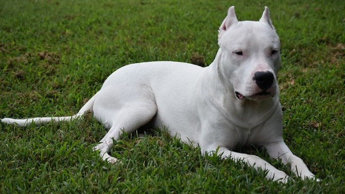 Dogo argentino sahiplenmek ve beslemek sizce tehlikeli mi?