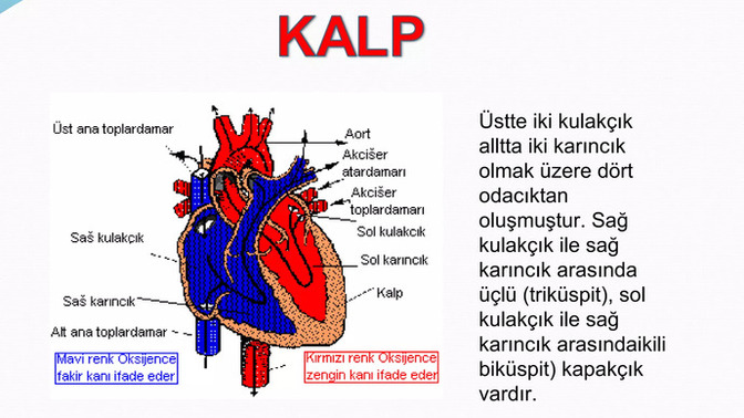 Anatomi dersi neden çok zor , doktor olmak hiç kolay olmayacak?