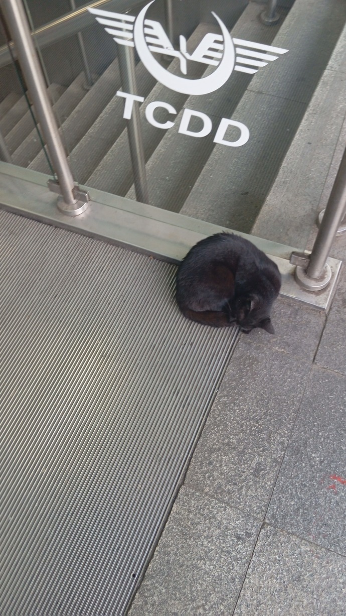 Türkiye başı boş kedi sorunu hakkında ne düşünüyorsunuz?