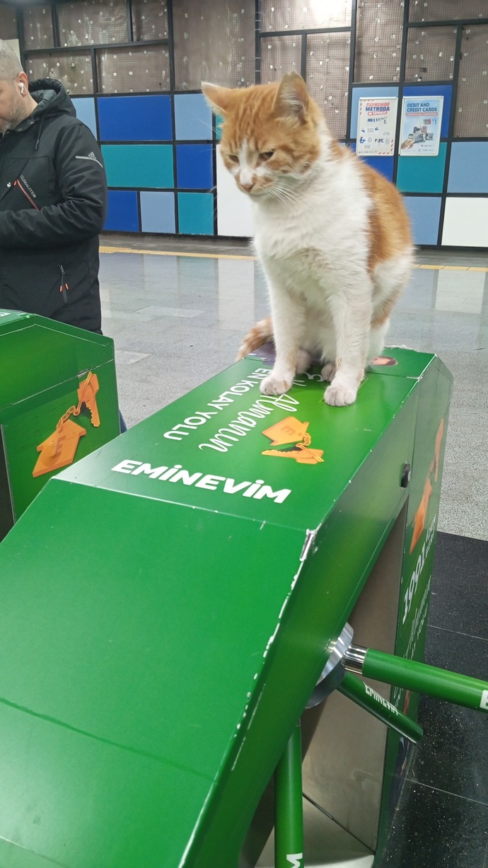 Türkiye başı boş kedi sorunu hakkında ne düşünüyorsunuz?
