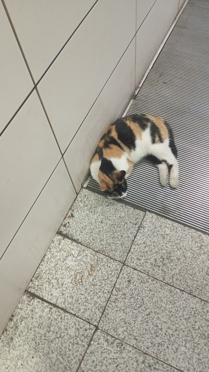 Türkiye başı boş kedi sorunu hakkında ne düşünüyorsunuz?