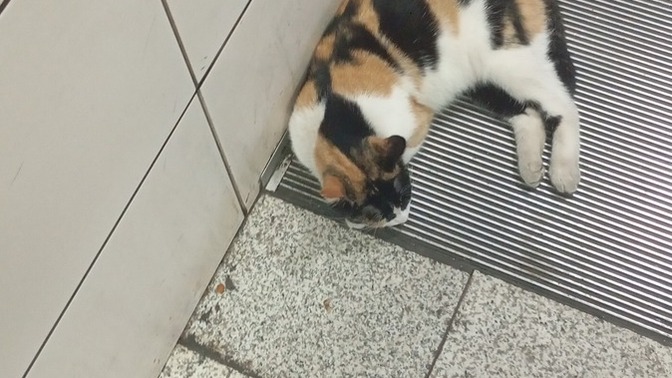 Türkiye başı boş kedi sorunu hakkında ne düşünüyorsunuz?