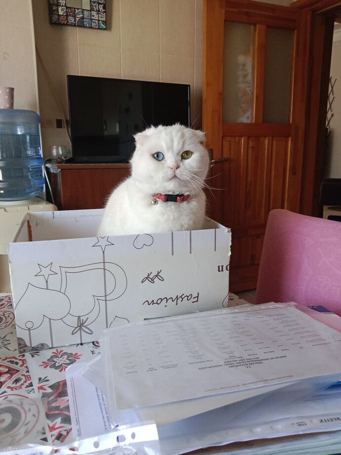 3 yaşinda Kedi verilicektir?