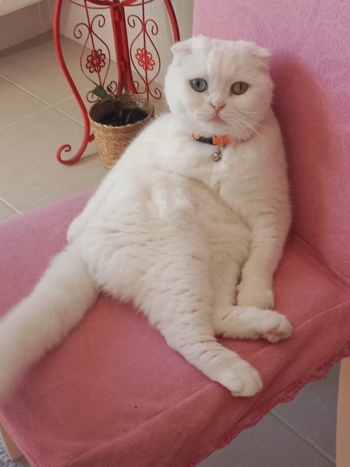 3 yaşinda Kedi verilicektir?