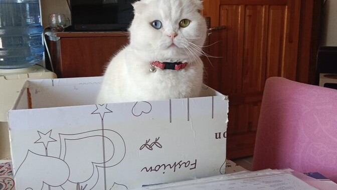 3 yaşinda Kedi verilicektir?