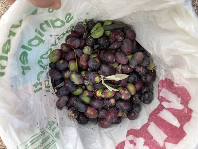 Hangi çeşit zeytin seversiniz?