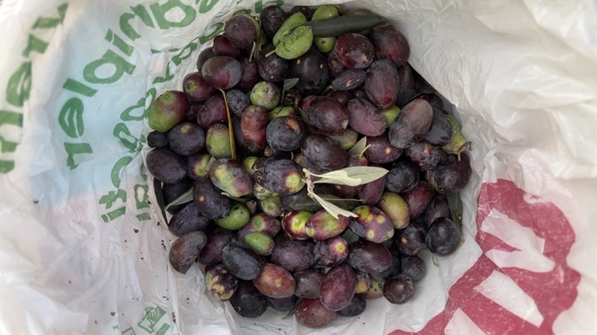 Hangi çeşit zeytin seversiniz?