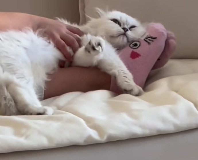 3 yaşındaki yeğenime kedinin bir bebek olmadığını nasıl anlatabilirim😅?