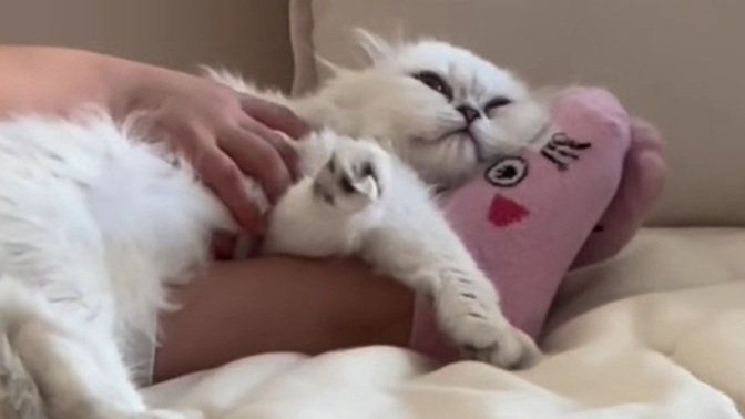 3 yaşındaki yeğenime kedinin bir bebek olmadığını nasıl anlatabilirim😅?