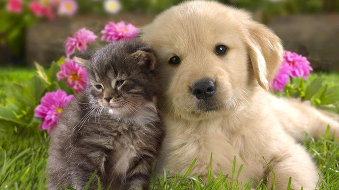 Kediler ve köpekler sizce insanların cinsiyetini anlıyorlar mı?
