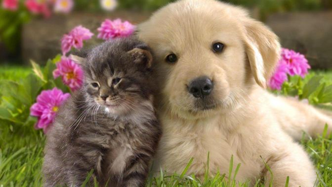 Kediler ve köpekler sizce insanların cinsiyetini anlıyorlar mı?