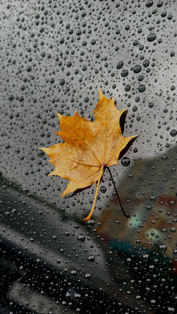 En son ne zaman yağmur yağarken çıkıp bile bile o damlaların altında ıslandın 💦?