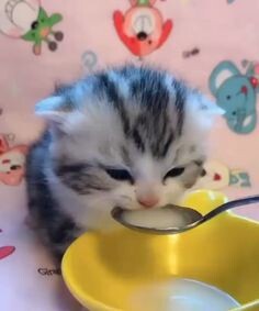 Çok fena gribim yoksa ölcek miyim geçmiş olsun mu?