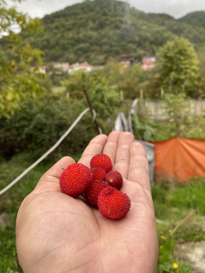 Daha önce dağ çileği yediniz mi?