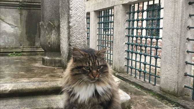 Çamura batmış sokak kedisini temizlemek mümkün mü?