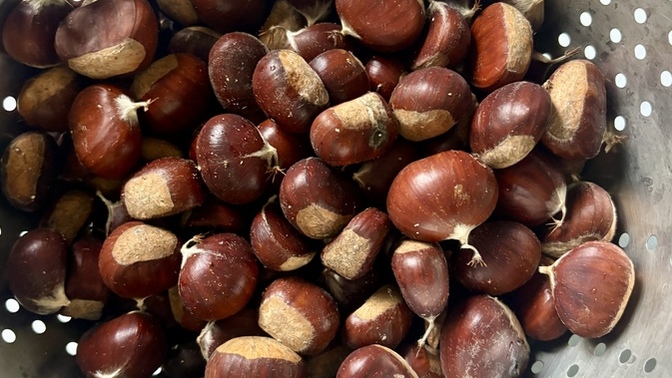 Dağdan kestane 🌰 topladım, sever misin? Haşlamasını mı seversin, közlemesini mi?